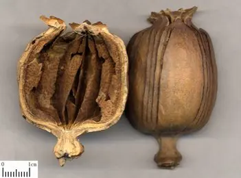 Ying Su Ke = Ying Su Qiao